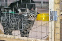 Un chat Européen Shorthair gris dans une cage en refuge animalier