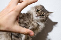 Gros plan sur la main d'une personne sur le point d'attraper le visage d'un chat