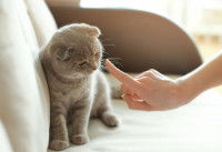 Une personne pointant son doigt sur le visage d'un chat, lui marquant une punition