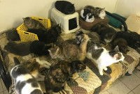 De nombreux chats dans un espace intérieur restreint