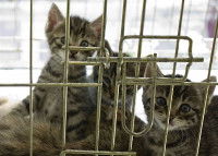 Plusieurs chatons enfermés ensemble dans une cage