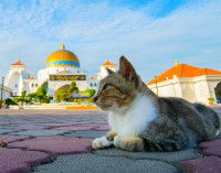 Un chat allongé sur une place devant une mosquée.