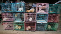 Des chats dans des cages empilées
