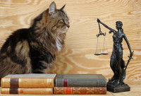 Un chat assis à côté de plusieurs livres et d'une balance représentant la justice