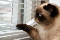 Un chat qui regarde par la fenêtre en ayant l'air triste