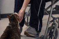 Un chat en train d'être gratté au niveau du cou par une personne en fauteuil roulant