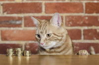 Un chat en train de regarder une pile de pièces de monnaie