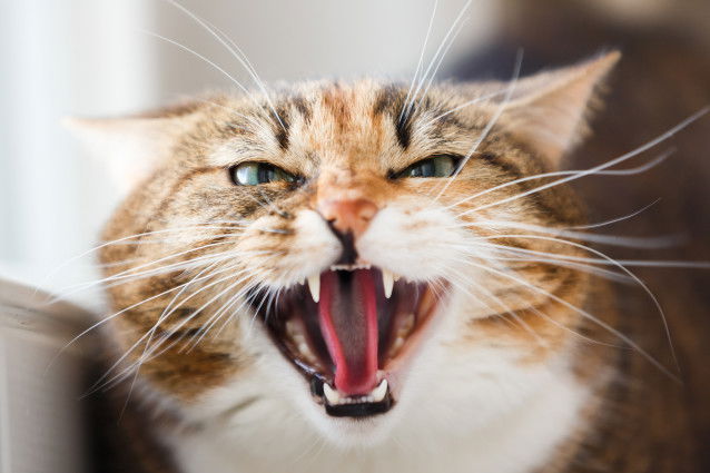 Un chat tigré qui rugit
