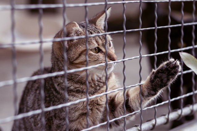 Un chat tigré passe sa patte par le trou d'un grillage