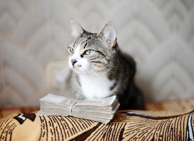 Un chat tigré face à une liasse de billets