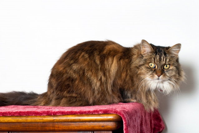 Un chat à poil long perché sur un meuble
