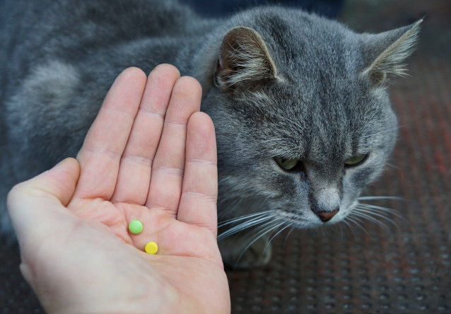 Un chat appréhende le fait de prendre ses médicaments