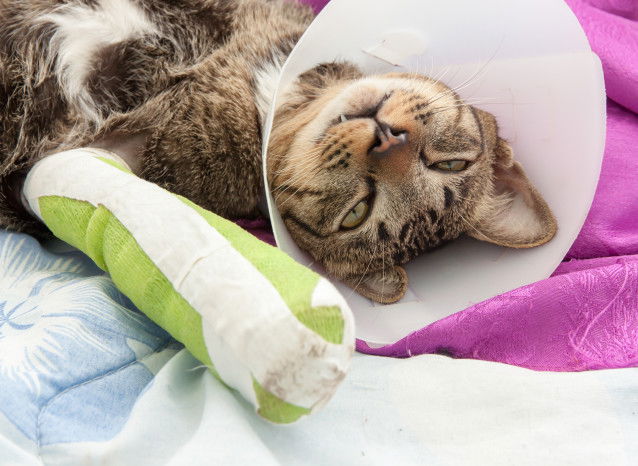 Un chat tigré avec un plâtre et une collerette