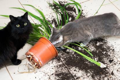 Mon chat mange mes plantes vertes : que faire ?