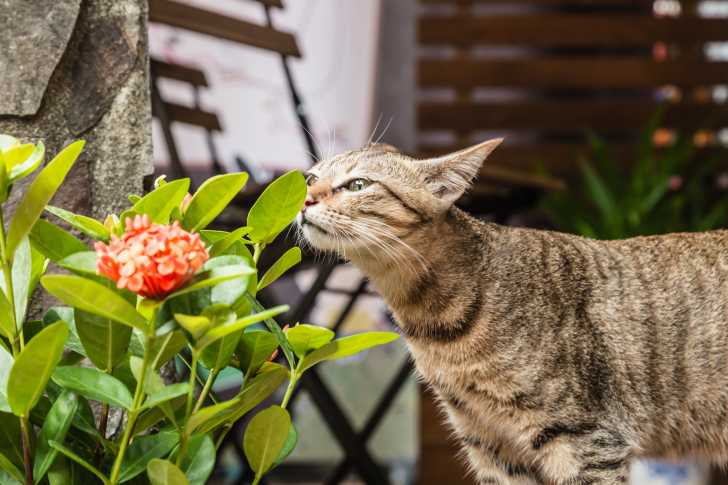 Les Plantes Toxiques Pour Les Chats Liste Et Conseils