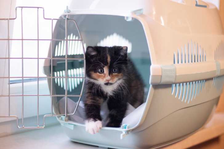 Prendre Le Bus Ou Voyager En Car Avec Son Chat