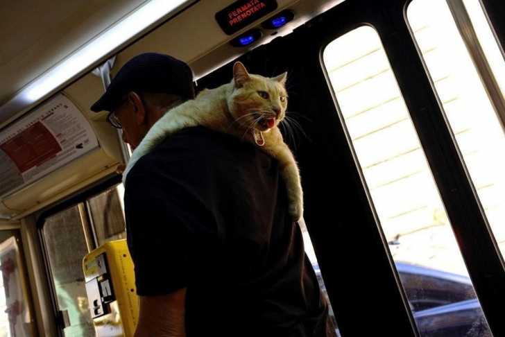Prendre Le Bus Ou Voyager En Car Avec Son Chat