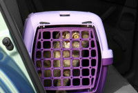 Un chat roux dans une cage de transport violette