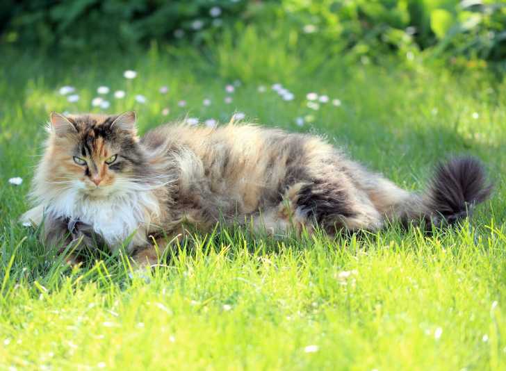 Proteger Son Chat Du Chaud Et Eviter Un Coup De Chaleur