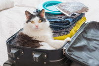 Un chat confortablement installé dans une valise de voyage
