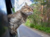 Un chat sortant la tète en dehors de la voiture