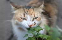 Un chat en train de manger une plante