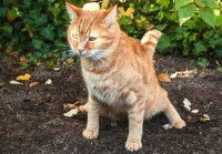 Un chat en train de faire ses besoins dans un jardin