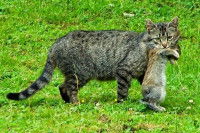 Un chat avec un lapin dans la gueule