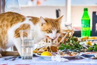Un chat sur la table d'un restaurant en train de manger