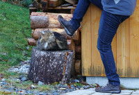 Un homme prêt à donner un coup de pied à un chat
