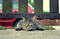 Un chat se glissant sous une clôture