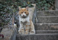 Un chat errant assis dans un escalier à l'extérieur