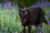 Un chat se tenant au milieu de plants de lavande