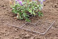 Un grillage semi-enterré autour d'une plante