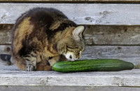 Un chat en train de sentir un concombre