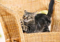 Un chat faisant ses griffes sur une chaise de jardin