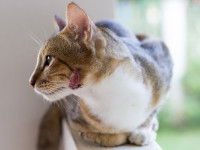 Un chat présentant une blessure sur la joue