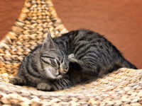 Un chat tigré se grattant l'oreille
