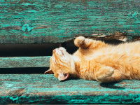 Un chat tigré couché sur un vieux banc