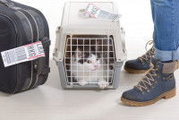 Un chat bicolore dans une cage de transport a côté de son maitre