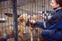 Une responsable d'animalerie caressant des chiens en cage