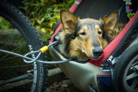 Les équipements pour une balade ou un voyage à vélo avec un chien ou chat