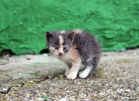 Un chaton tricolore à l'abandon