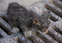 Un chaton noir en piteuse état