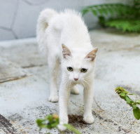 Un chat blanc et maigre sans maitre