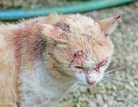 Un chat roux après une bagarre