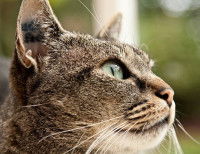 La gueule d'un chat Européen