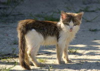 Un petit chaton tigré blanc se tenant debout