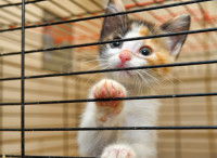 Un chaton tricolore dans une cage