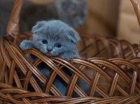 Les différents moyens existants pour réaliser la vente d'un chat